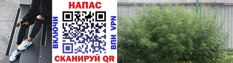 Бошки Шишки план  Купить  Миасс 